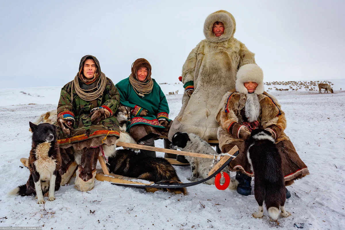 Оленеводство в Российской Арктике