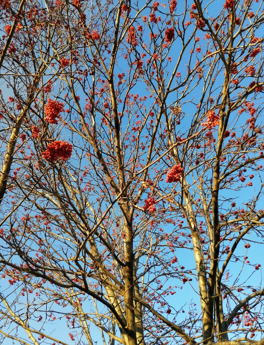 Этой зимой необыкновенно теплая погода и просто потрясающей синевы небо! 