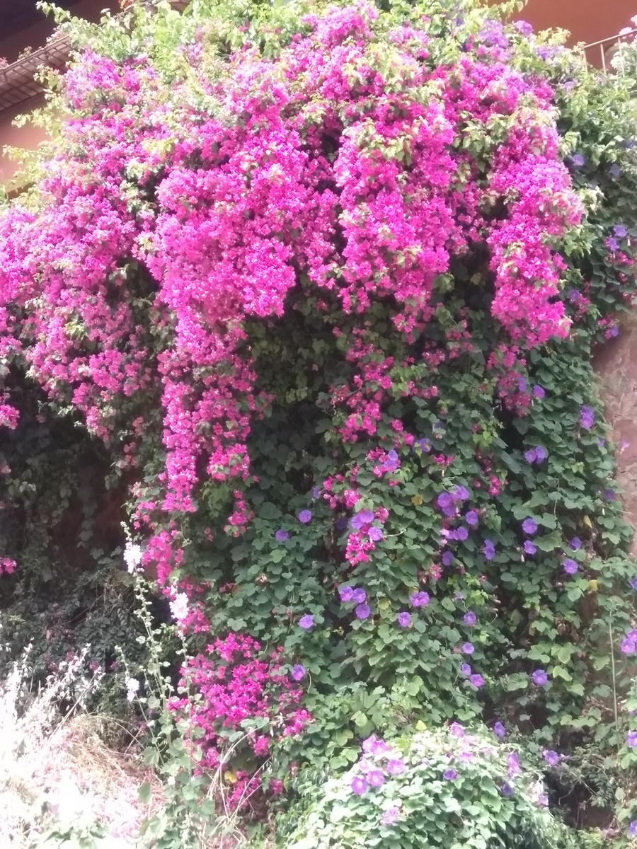 Весна в Аланье, всё в цветах, красота! (Все фото мои) Листайте - это галерея.