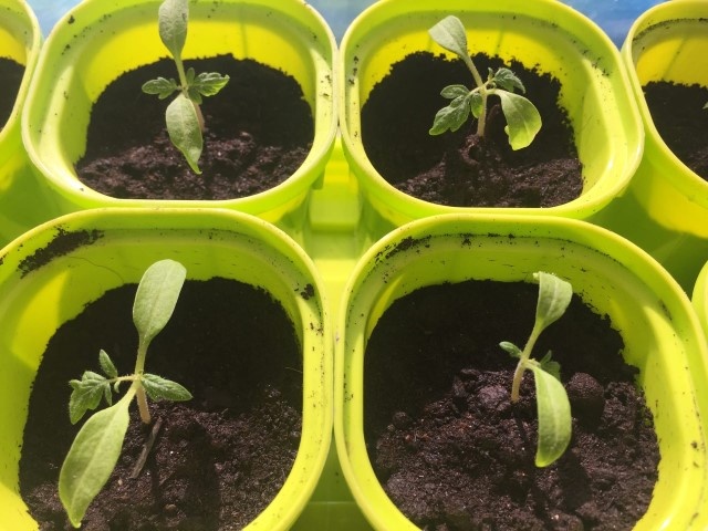 сеянцы томатов