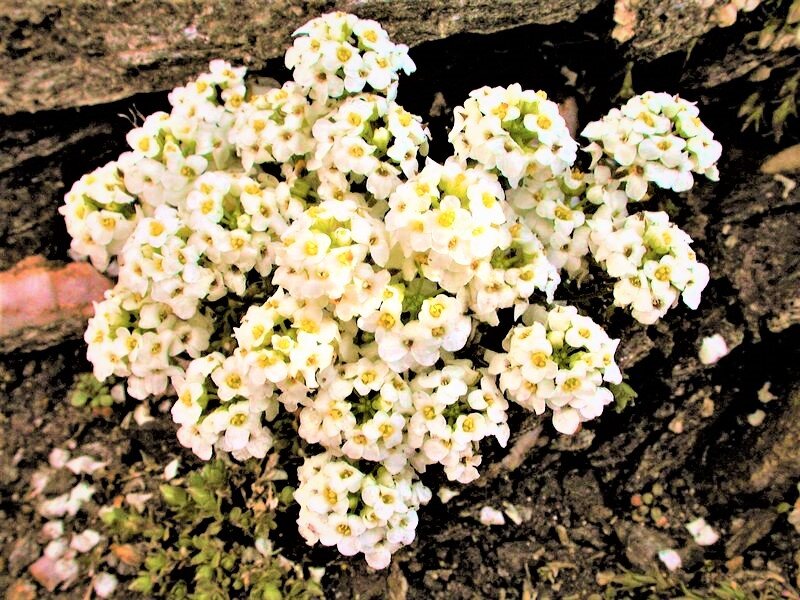 Листайте галерею. Цветение гутчинзии. Фото с сайта: https://clck.ru/b4wA7.