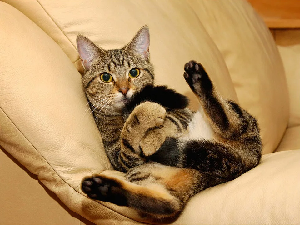 Кот поджал хвост. Кот кусает. держит кота. кот с хвостом. кот поймал лапой.