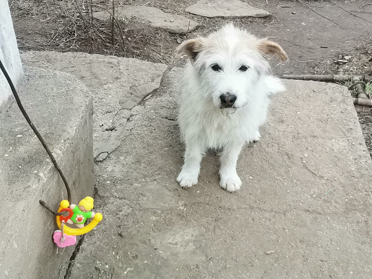 Бублик на охране позиций.