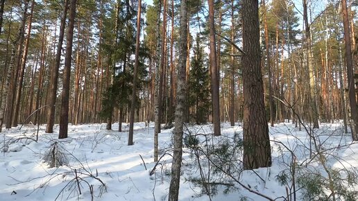 Звуки весеннего леса - пение птиц - релакс