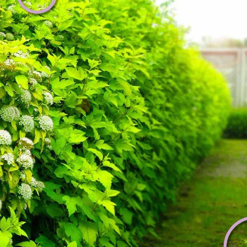 Дерен Калинолистный Дартс Голд