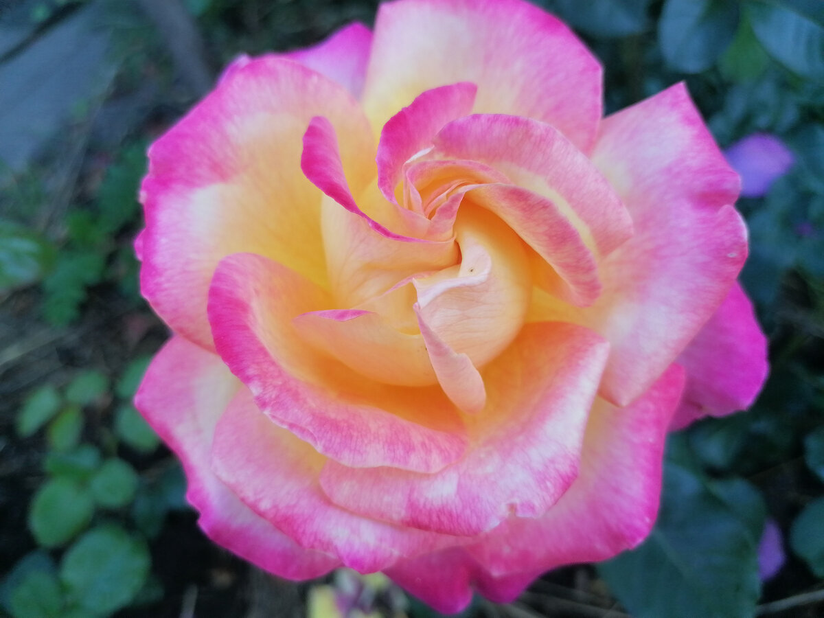 Восточный экспресс. 