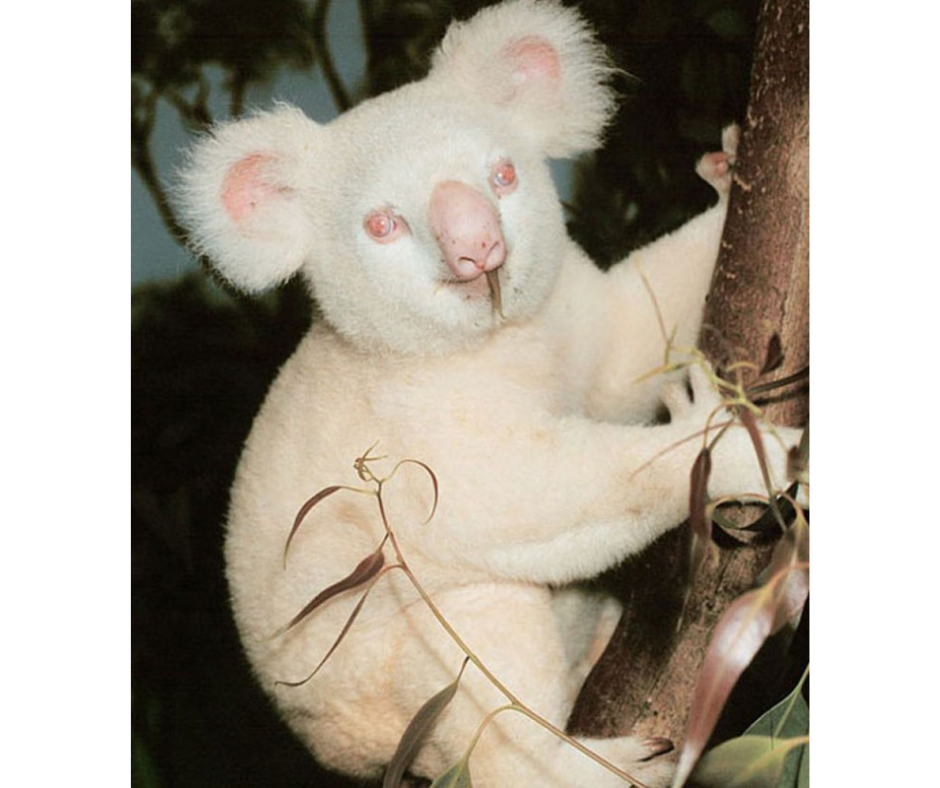 Ония Бирри, "Мальчик-призрак". Bigpicture.ru