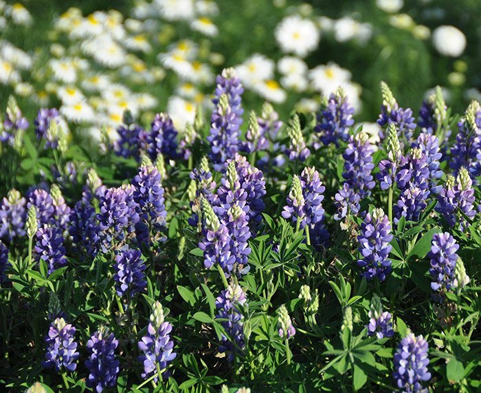люпин скай фреш, фото с сайта интернет-магазина Русский огород