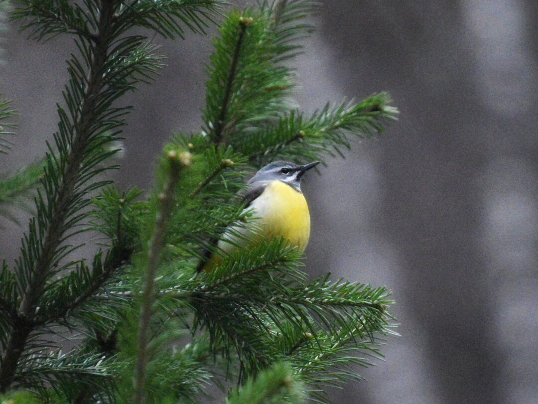 Горная трясогузка