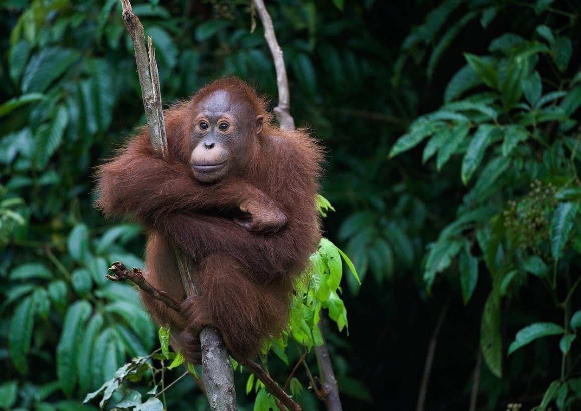 “Monkey can make a long jump with his muscles; and man, with his wisdom.” —Mehmet Murat ildan