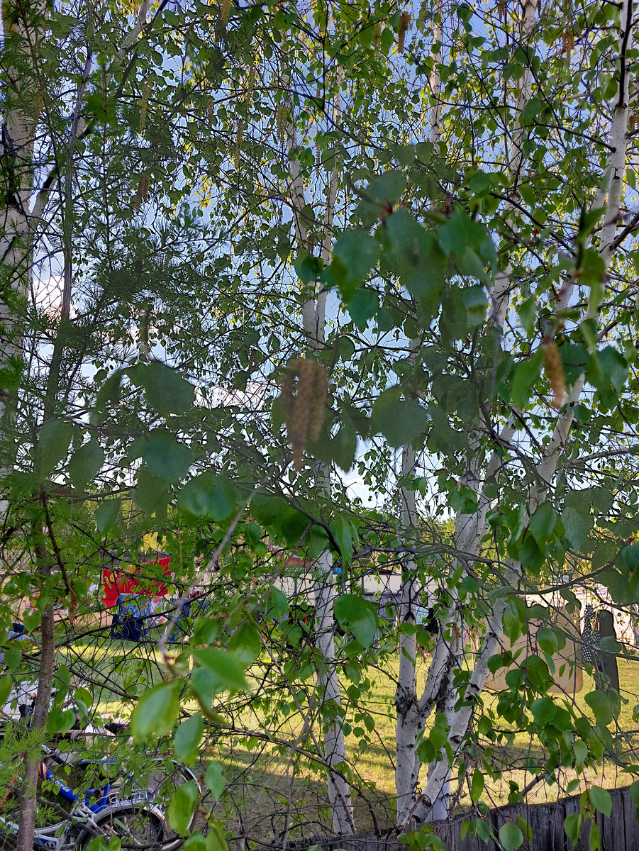 Березы. Фото автора