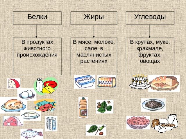 Что такое белки, жиры и углеводы?