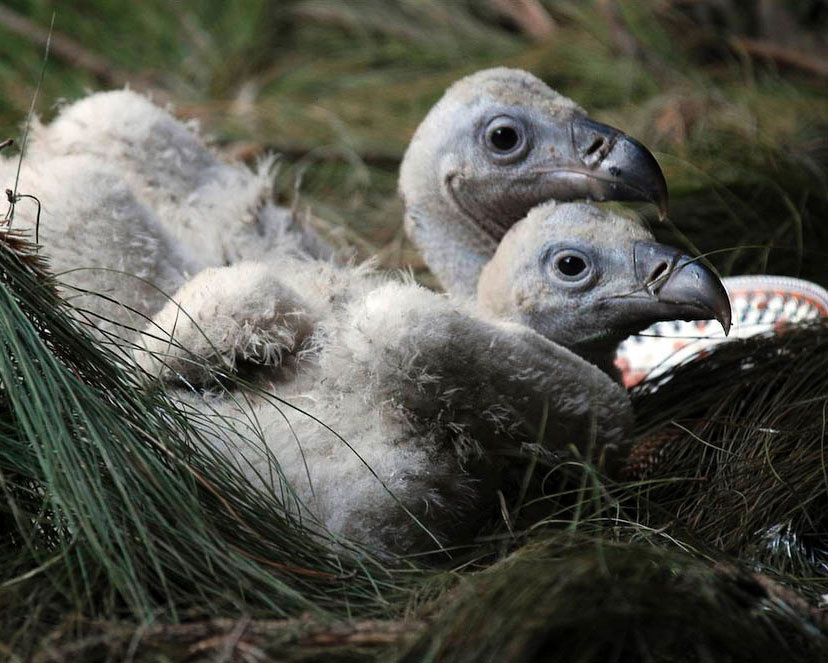 Птенцы грифов