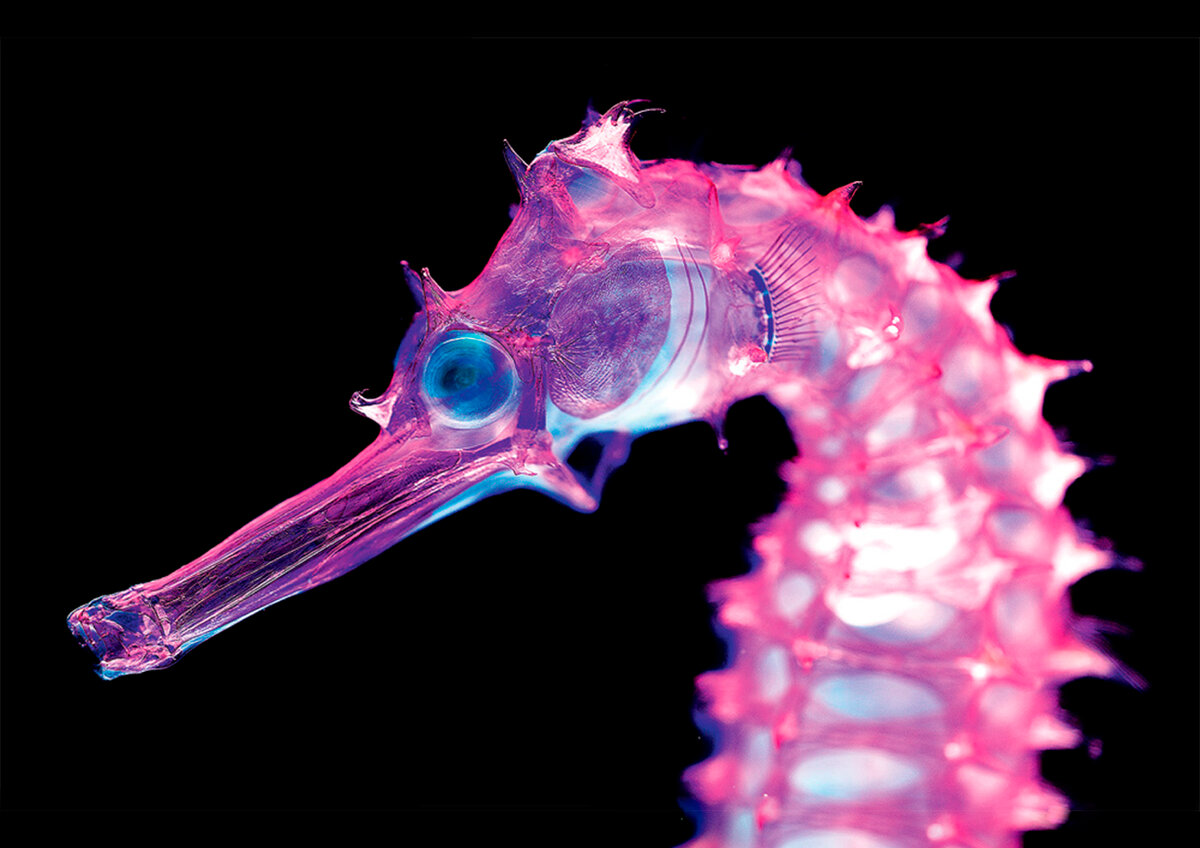 Работы Иори Томито