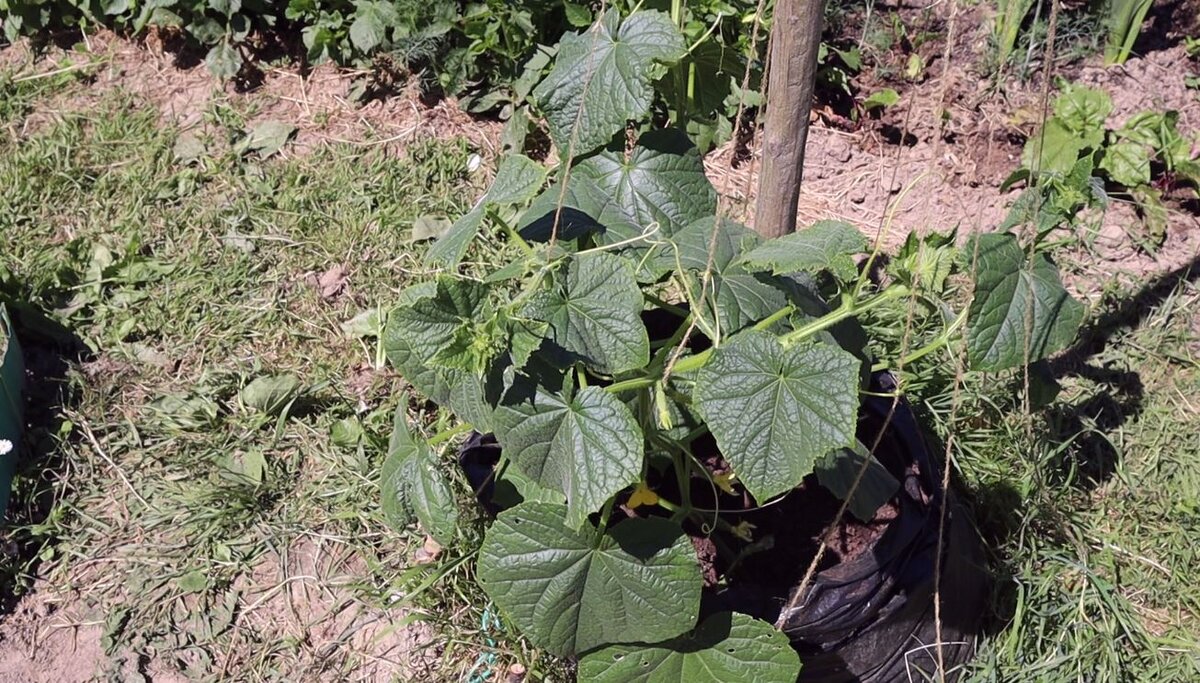 В этом году посадила огурцы в мешок чтобы росли в верх елочкой. Потом отдельно расскажу как все сделать правильно. 