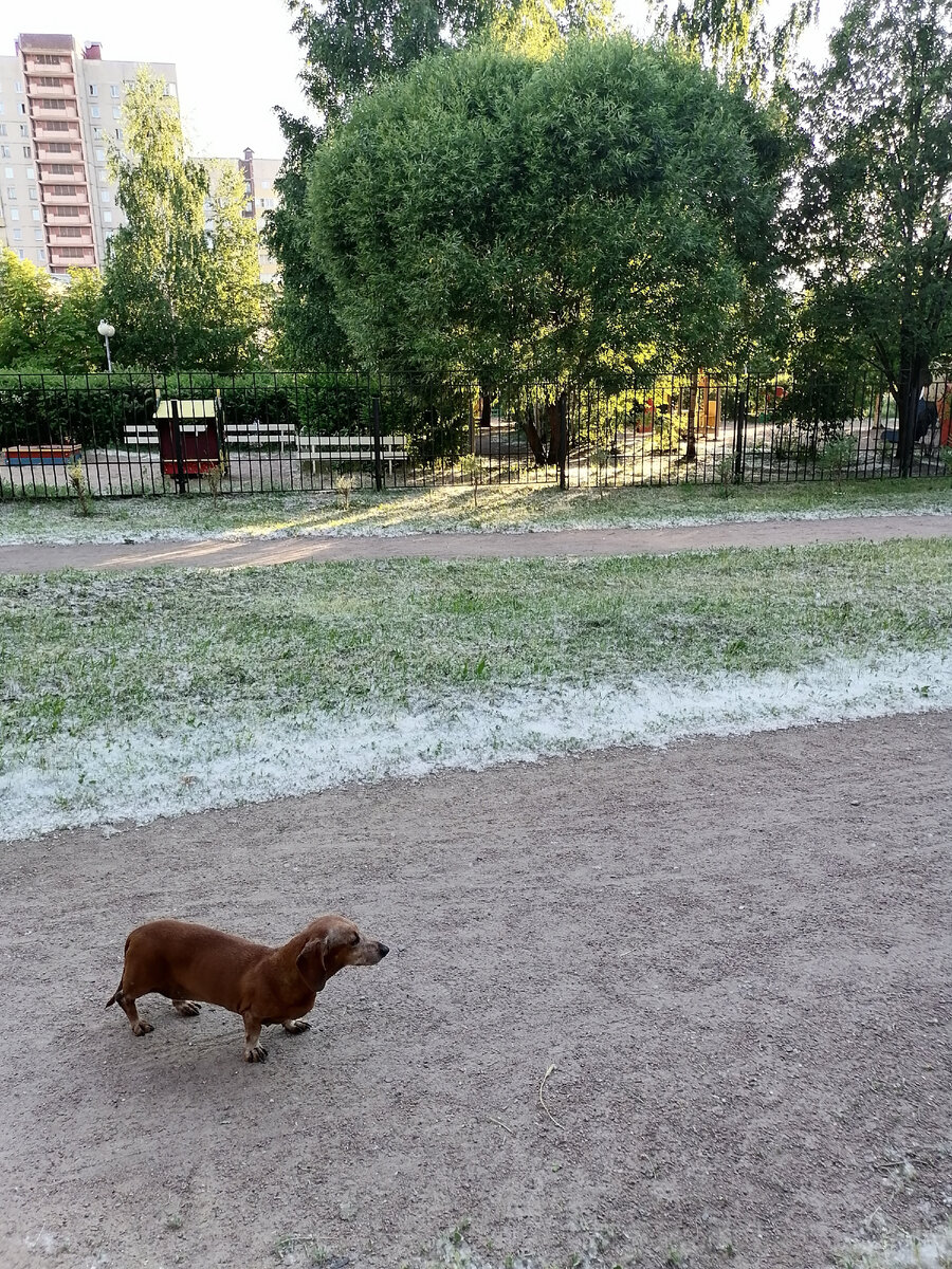 Лужайки припорошило тополиным пухом