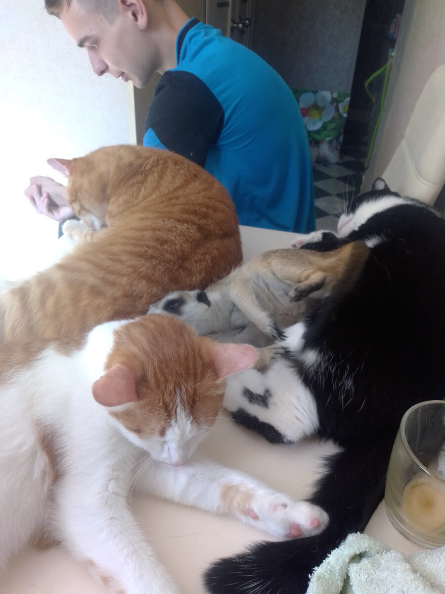 марсик и вася дзен. кот дома марсик и васька. сиамский кот марсик с коротким хвостом. кот марсик. марсик и вася дзен.