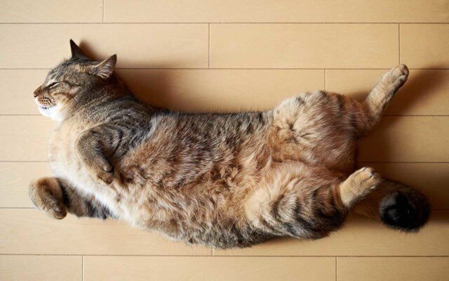 7 причин, по которым кот спит на спине | О котах | Дзен