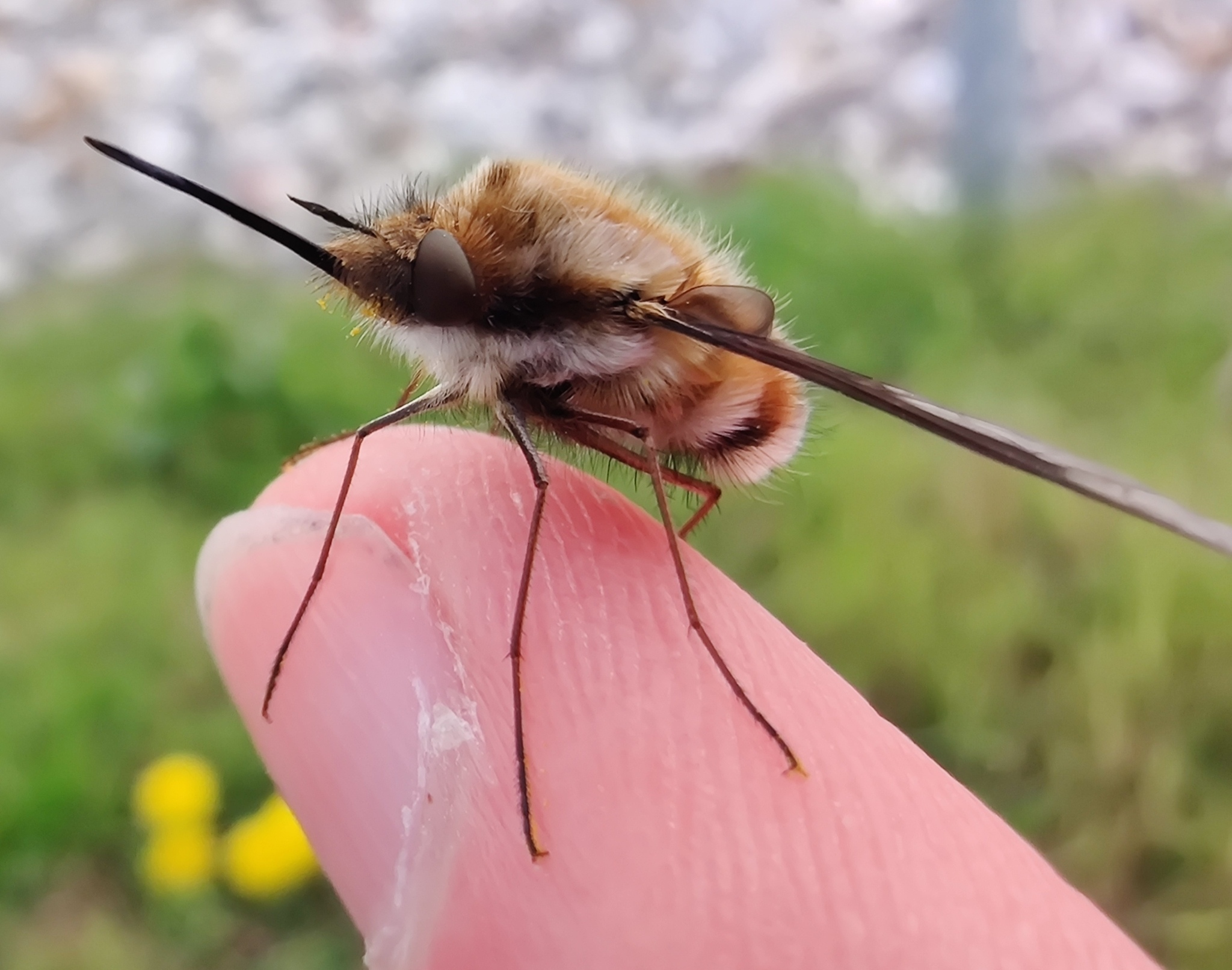 Мушка комара. Муха жужжало. Жужжало большой (Bombylius Major). Жужжало большое- Bombylius Major Linnaeus,1758. Bombylius Муха.