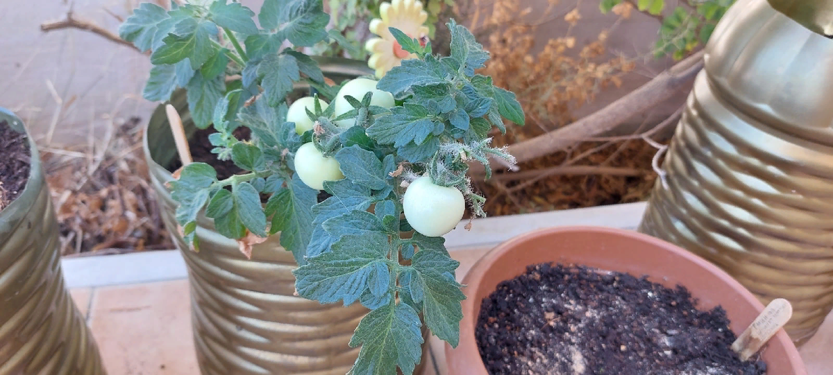 Мои томаты. Жёлтый мини-сорт