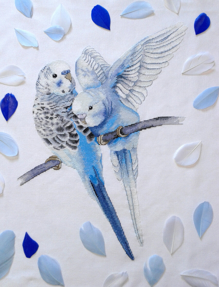 Голубые волнистые попугаи Гамова Светлана