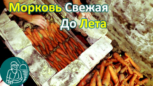 🥕 Хранение моркови в погребе в песке по технологии Гордеевых