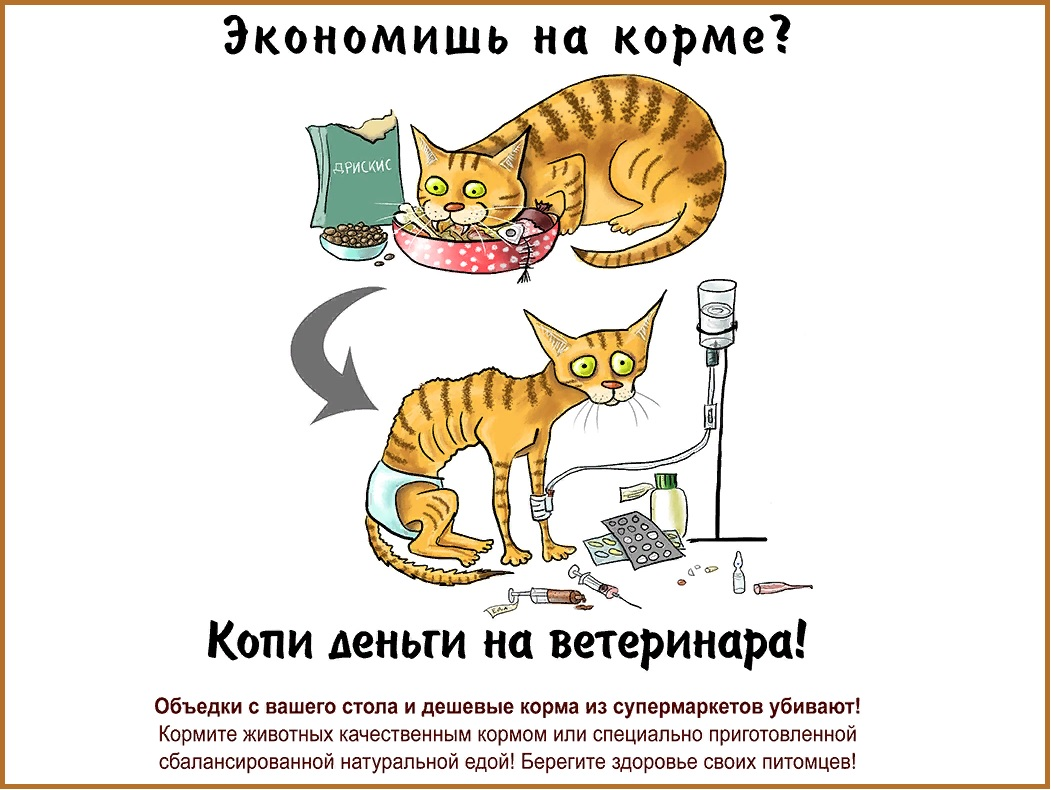 🐱Что значит дегидрированное мясо в кошачьем корме | Нос, хвост, лапы | Дзен