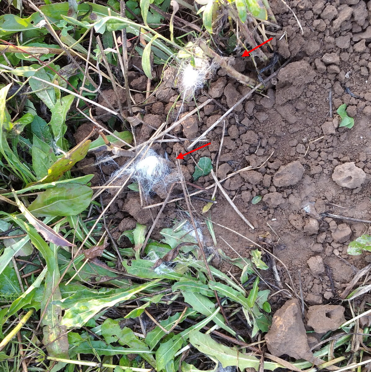 Личное   фот.