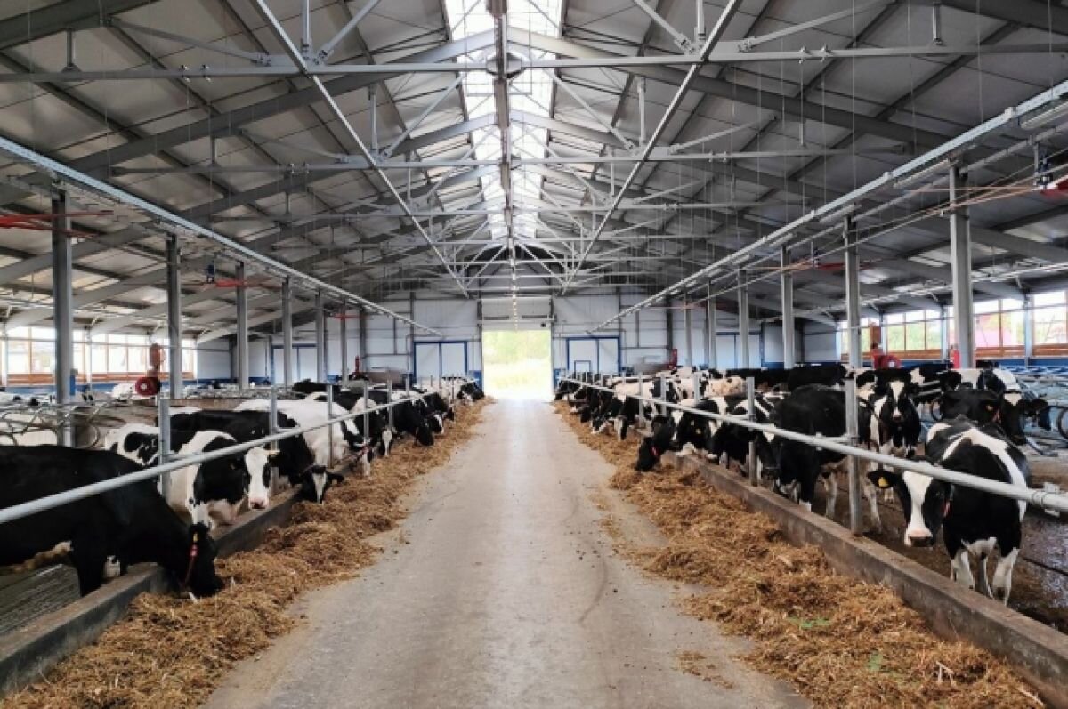    Роботизированную ферму построили за 500 млн рублей в Борском районе