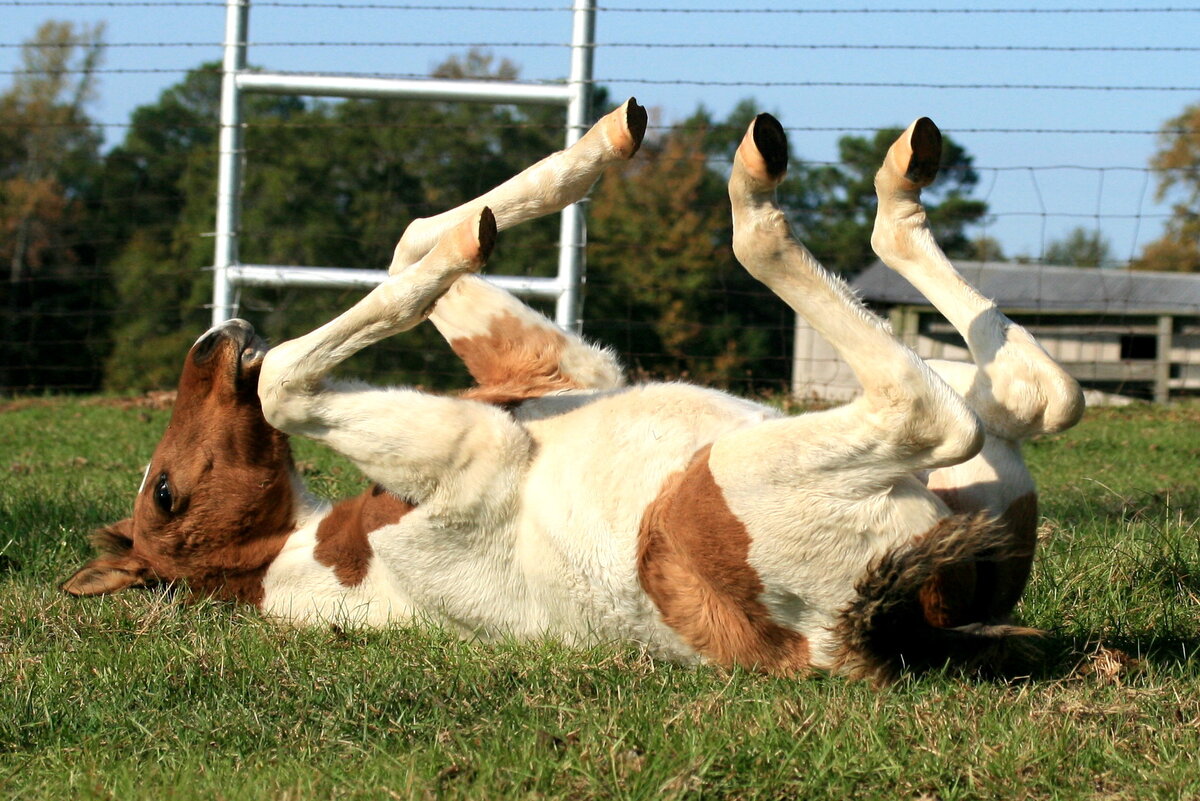 Жеребёнок + новый предмет + условие = латентное обучение.