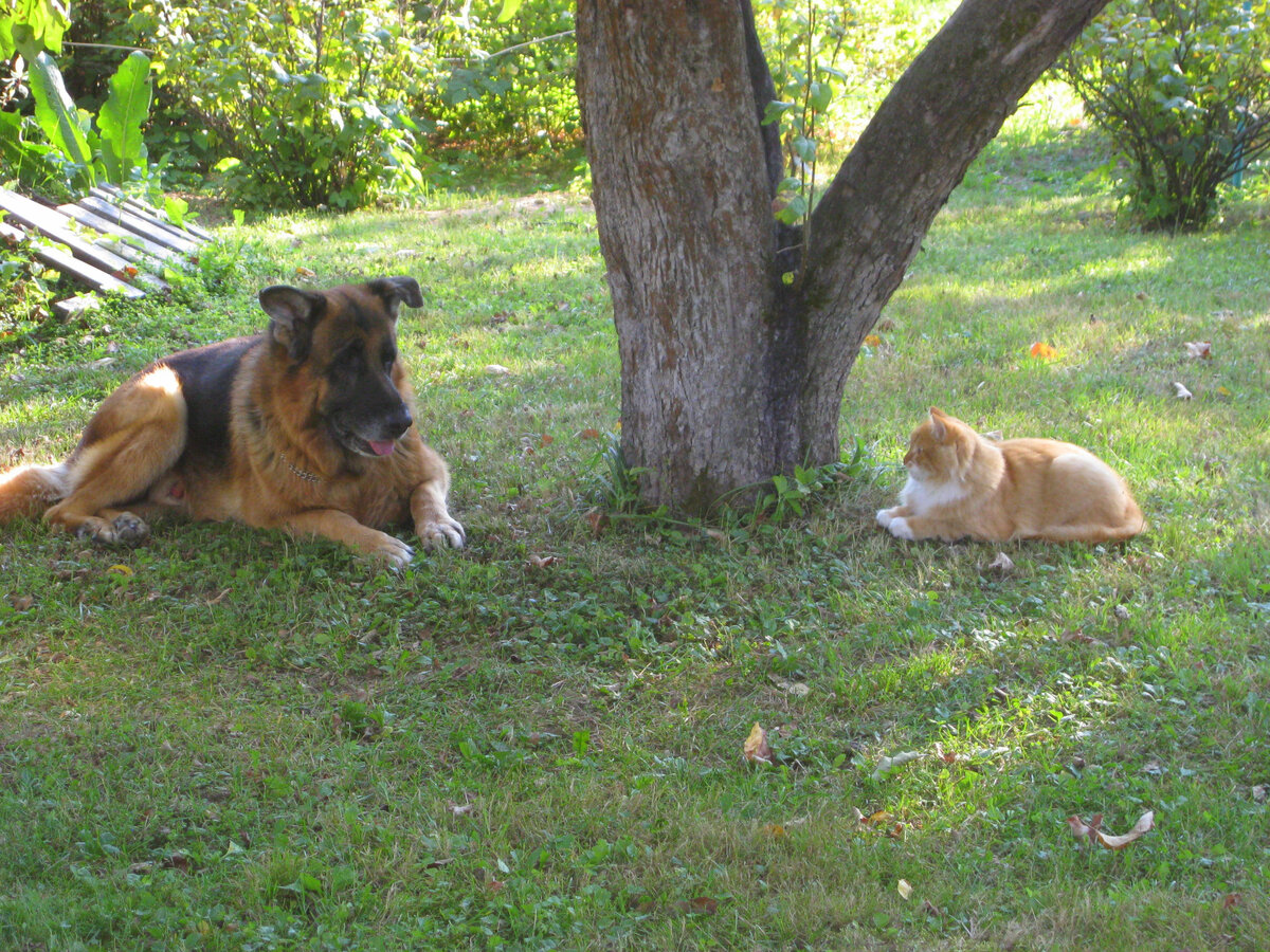 Беша и овчарка Гималай. Фото автора