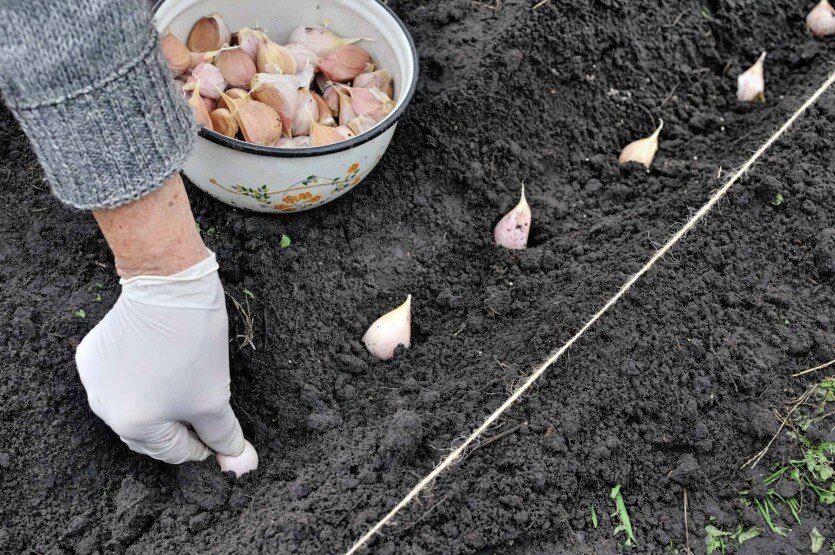 Фото: harvesttotable.com