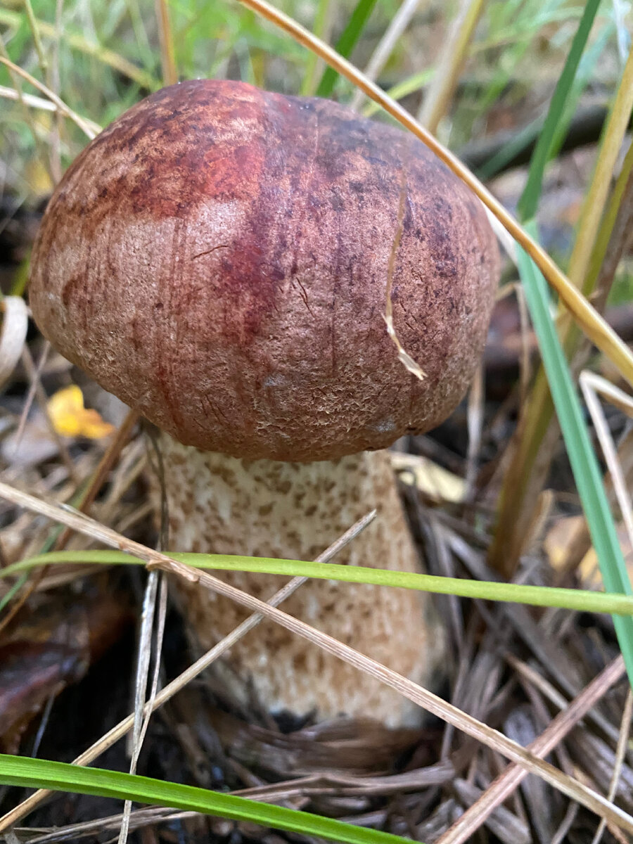 Подосиновик в лесу. Ленинградская область, сентябрь 2022г.