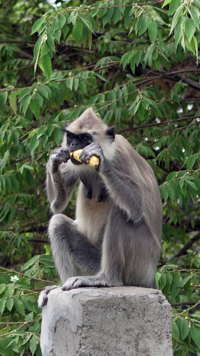 Нашествие обезьян во дворе нашего дома на Шри-Ланке🐒 | WОЛКИ – самый  искренний travel-тандем | Дзен