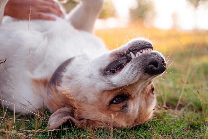 Зубной камень — распространённая у собак проблема. Он представляет собой затвердевший на эмали зубной налёт коричневого или жёлтого цвета, образовавшийся из солей, бактерий и остатков пищи.
