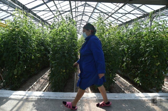    Теплица Александр Полегенько © ИА REGNUM