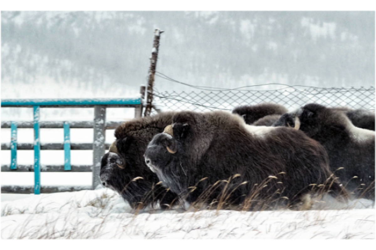    Овцебык из Якутии переехал в зоопарк Новосибирска