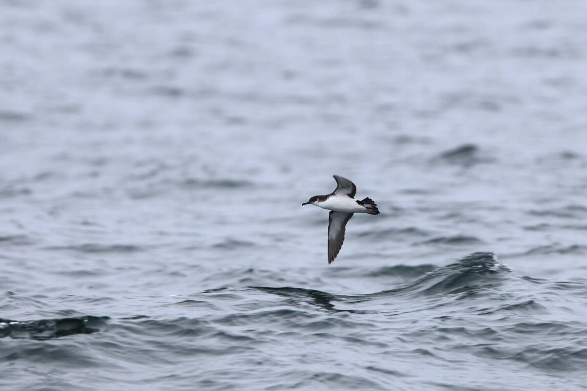    Даже небольшая капля масла может быть опасна для водных птиц: проблема нефтяных разливов