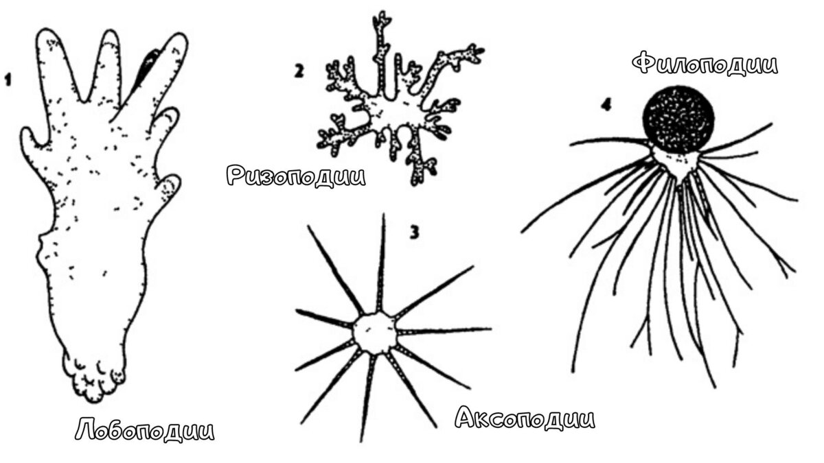 Типы псевдоподий. Типы псевдоподий саркодовых. Псевдоподии ризоподии. Лобоподии псевдоподии. Типы ложноножек.