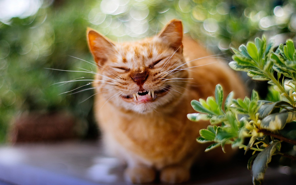 Фото из открытых источников Интернета