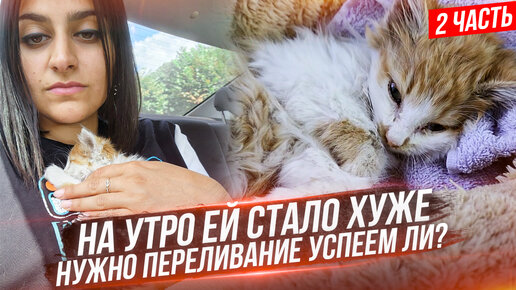 В конце ШОК! Спасение котенка с трассы, которого съели блохи. Успели ли спасти? Последняя часть.