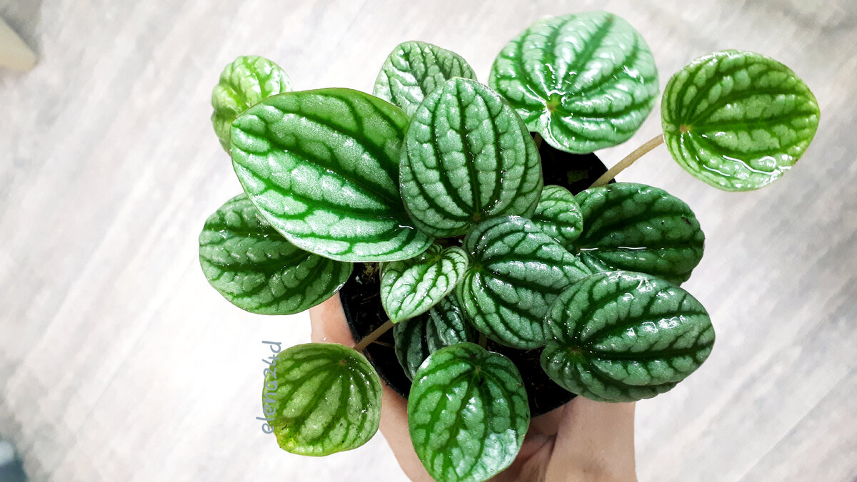 Пеперомия из моей коллекции