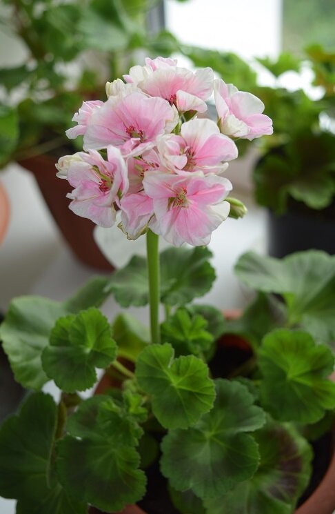 Пеларгония юг принцесса Александра. Источник:http://цветущий-дом.рф