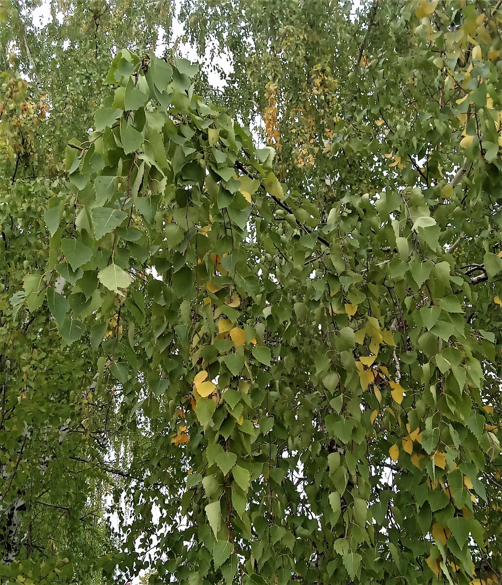 Скоро осень. Фото автора канала.