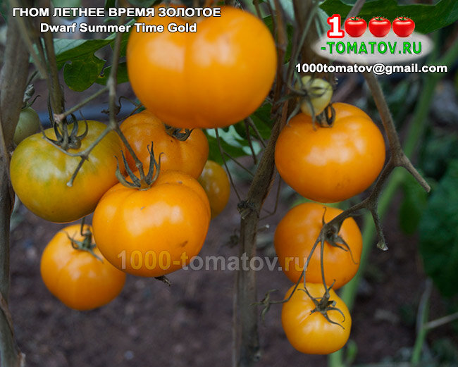 Томат Гном Летнее Время Золотое Dwarf Summer   Time Gold  фото2