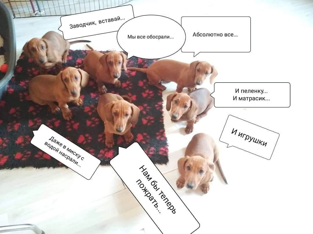 Утро заводчика