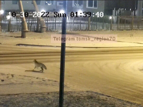     фото: регион 70-томск.