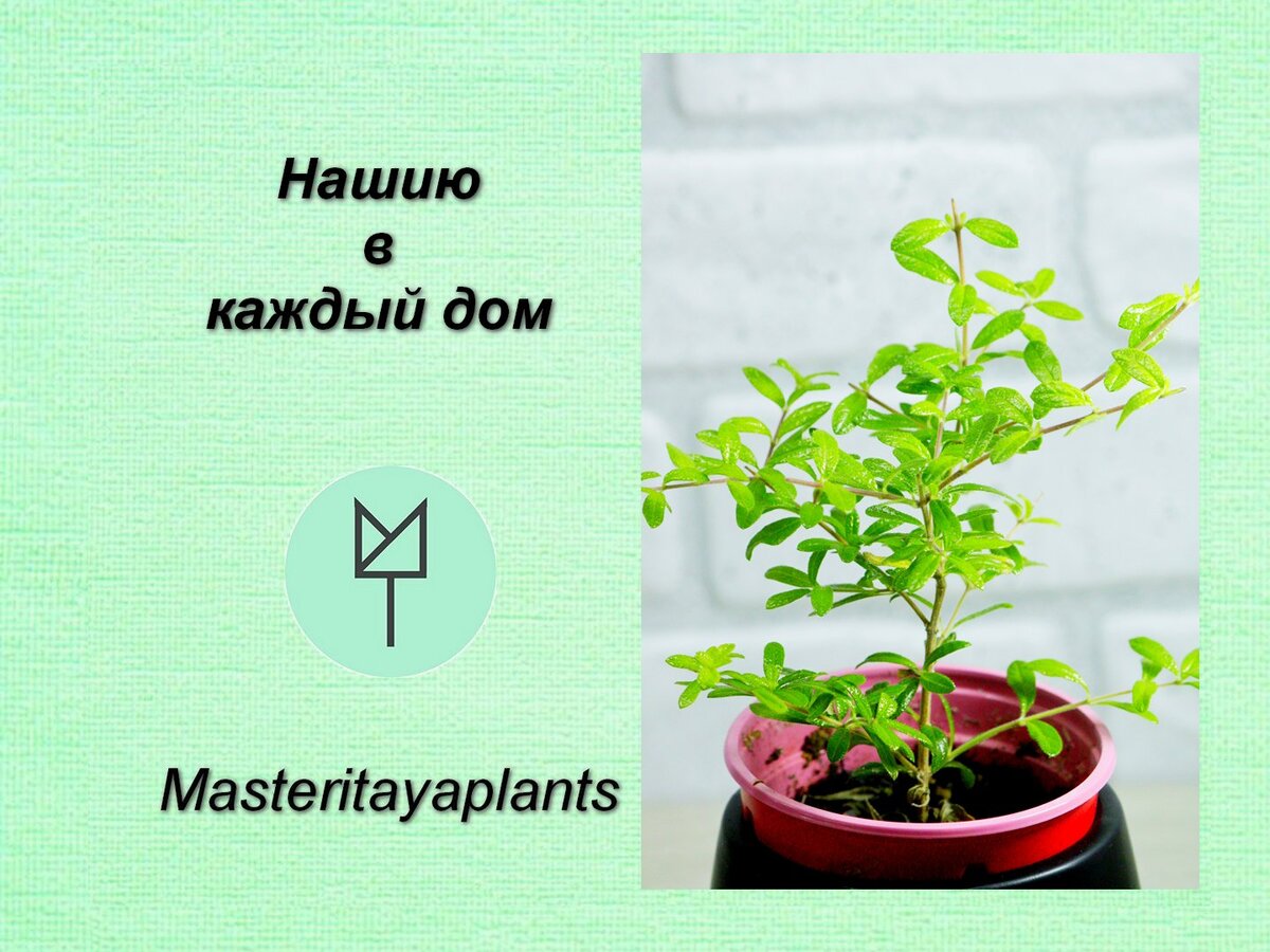 Нашия - мой прекрасный чай, выходит из витрины в квартирное содержание |  Masteritayaplants | Дзен