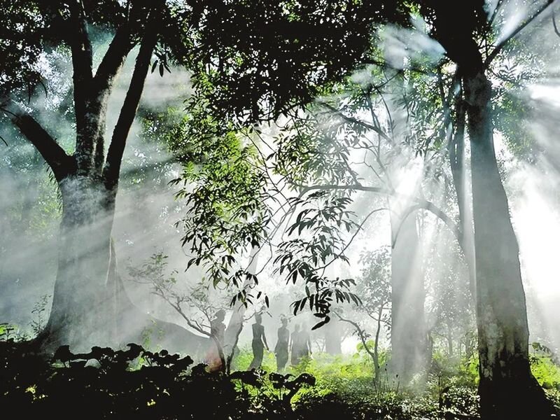 Чайный лес в Юньнани. www.puercn.com