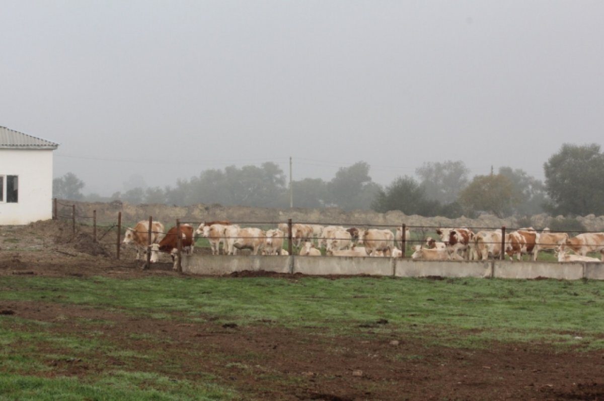    В Чечне 10-летний мальчик заразился бруцеллёзом